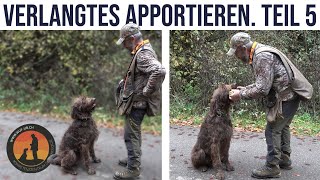 Dem Hund das Apportieren stufengerecht beibringen  Hundeschule UB [upl. by Fast]