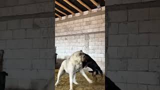 Kangal vs rottweiler this is why no one should mess with a kangal [upl. by Malorie471]