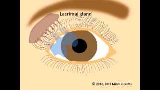 Eye Anatomy Eyes and Vision Part 1 V2 Newest Version [upl. by Ary]