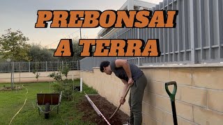 Coltivare prebonsai a terra [upl. by Brower]