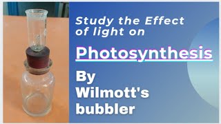 Study the Effect of light on rate of photosynthesis by Wilmotts bubbler prayforshimilipalforest [upl. by Eesak722]