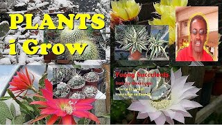 the Plant Traveller Succulents Plants I Grow agaves cacti [upl. by Miyasawa]