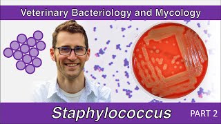 Staphylococcus Part 2  Veterinary Bacteriology and Mycology [upl. by Radu]