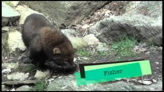 Animals at Squam Lakes Natural Science Center [upl. by Eleets853]