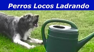 Perros Locos Ladrando Perros ladrando muy fuerte [upl. by Amy]