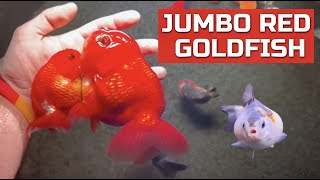 JUMBO Red Ranchu Goldfish  Greenhouse Stock Tank System [upl. by Nhguavahs260]