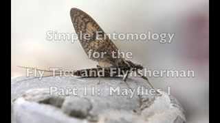 Mayflies I Simple Entomology for the Fly Tier and Fly Fisherman Part 11 [upl. by Sirej919]