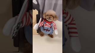 CuteDogs dressed tofight whom😍dog doglover foryou shorts cuteanimals animals trendingshorts [upl. by Caleb]