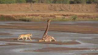 Samburu NR  Lion attacks giraffe [upl. by Ysabel]