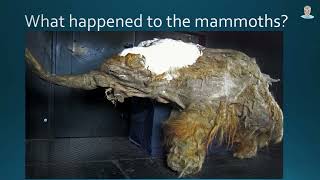 The Ice Age Mammoth Mystery iceage mammoth mystery [upl. by Rutan]