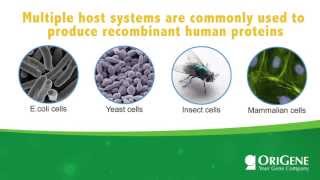 Educational Seminar Expression Hosts for Recombinant Proteins [upl. by Lemon]