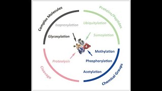 Glycosylation and Methylation [upl. by Euqinomad]