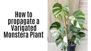 How to Propagate Variegated Monstera [upl. by Leilani12]