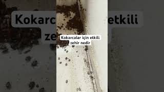 Arkadaşlar kokarca için en etkili zehir nedir [upl. by Haissem]