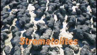 Stromatolites Western Australia [upl. by Kepner480]