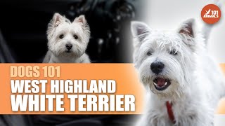 West Highland White Terrier 101  The Adorable and Lively Scottish Breed [upl. by Hermine]