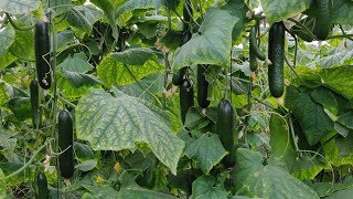 Polyhouse Cucumber  Downy Mildew  Disease Diagnose and Treatment [upl. by Leggat]