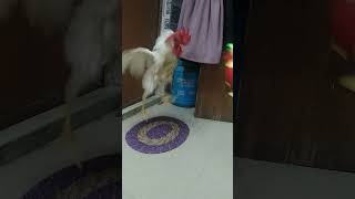 Original Hen Fight Fake Hen ShortsViral Please Subscribe My Channel [upl. by Adeuga928]