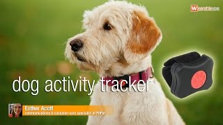 Pit Pat dog activity tracker  The best of Wearable Technology Show 2016 [upl. by Box]