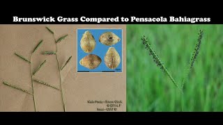 Brunswick Grass Control in Bahiagrass Pastures [upl. by Suzzy685]