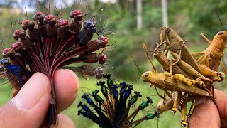 Dragonfly natures mini fighter‼️catches dragonflies and grasshoppersdamselflies [upl. by Latnahc]