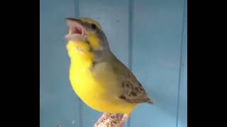 Yellow Fronted Canary Singing Green Singer Finch [upl. by Sherwood584]