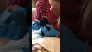 Puppy worming using Drontal solution  2 weeks old [upl. by Attenal530]