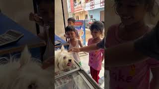 Cute Lhasa Aapso dog with full hair playing with kids [upl. by Harrington7]