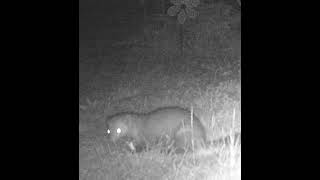 Marten mauls prey Peanut garden trail cam video cute Marder [upl. by Eralc]