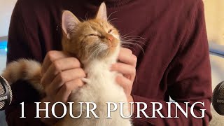 1 Hour  ASMR  Cats Purring for Relaxation and Deep Sleep [upl. by Carlie751]