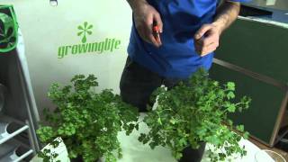 How To Harvest Parsley [upl. by Latif113]