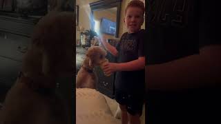 How to attract dogs 🐕 automobile mlbhomeruns funnysports likeandsub homerun itsabaseballthing [upl. by Briant90]