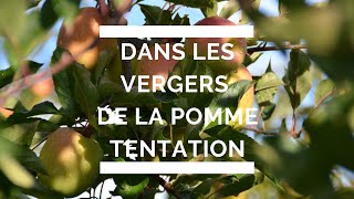 Dans les vergers de la pomme Tentation [upl. by Sifan688]