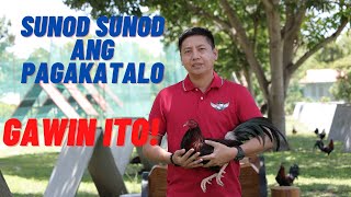 Sabong Tips  Gawin Ito Kapag SunodSunod Ang Iyong Pagkatalo [upl. by Jarad]