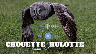 Chouette hulotte  chant et cri [upl. by Alekahs]