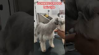 SCHNAUZER DOG hairstyle youtubeshorts pets doglover groomerlifefollowerseveryone subscribe [upl. by Jat]