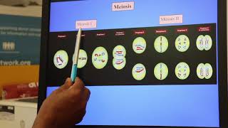 oocyteegg maturation understanding M1 and M2 [upl. by Htebazileharas]