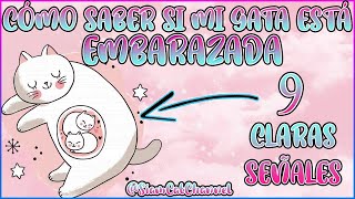 ¿CÓMO SABER SI MI GATA ESTÁ EMBARAZADA 9 SEÑALES  SiamCatChannel [upl. by Martell]