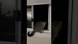 Cute possums investigating the key at the window [upl. by Normandy]