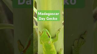 gecko mauritius lizard greenguy animallover wildlifewonders nature naturalgeographic [upl. by Noired]