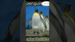 pengune shorts penguin Historical shorts shortvideos shortsviral viralvideos [upl. by Tiphanie]