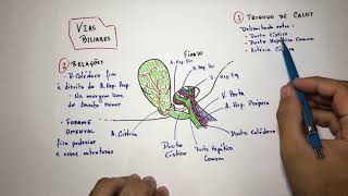 Vias Biliares vesícula biliar  Anatomia Em 3 Min [upl. by Nylirem510]