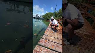 Tarpoon feeding at caye caulker Belize [upl. by Amsaj]