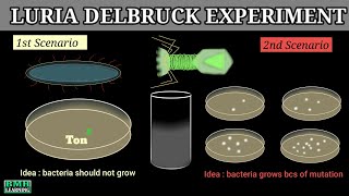 Luria Delbruck Experiment  Luria Delbruck Fluctuation Test [upl. by Fregger]