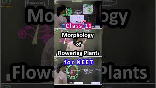 Morphology of Flowering Plants Class 11 NEET in English [upl. by Dru]