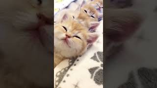 Woow Beautiful sleeping cats ♥️🐱 fypシ゚viral anakkucinglucuimutgemesin shortvideo cat funny [upl. by Yemarej]