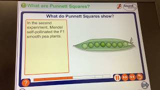 KS4GCSEBiologyMonohybrid cross Mendels peas smooth vs wrinkly [upl. by Jaclin380]