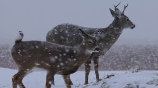 Whitetails and WINTER Weather Survival Strategies [upl. by Mccartan]