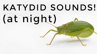 Katydid Sounds How to identify these common noises heard at night [upl. by Davidson58]