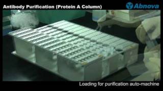 Antibody Purification Protein A Column [upl. by Eirrej]